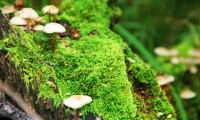 世界游艇挑战赛赛事志愿者交流课程获高校采纳，游艇协会